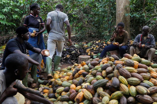 How Cocoa Exports Impact Small Villages